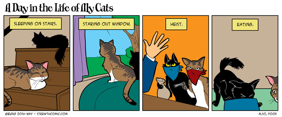 A Day in the Life of My Cats